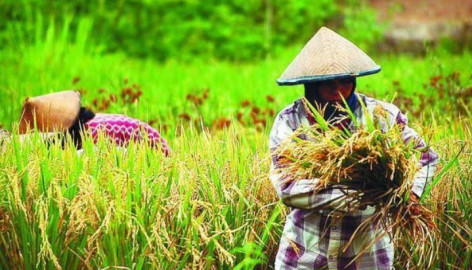 Sektor Pertanian Meningkat di Masa COVID-19